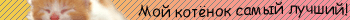 kotik